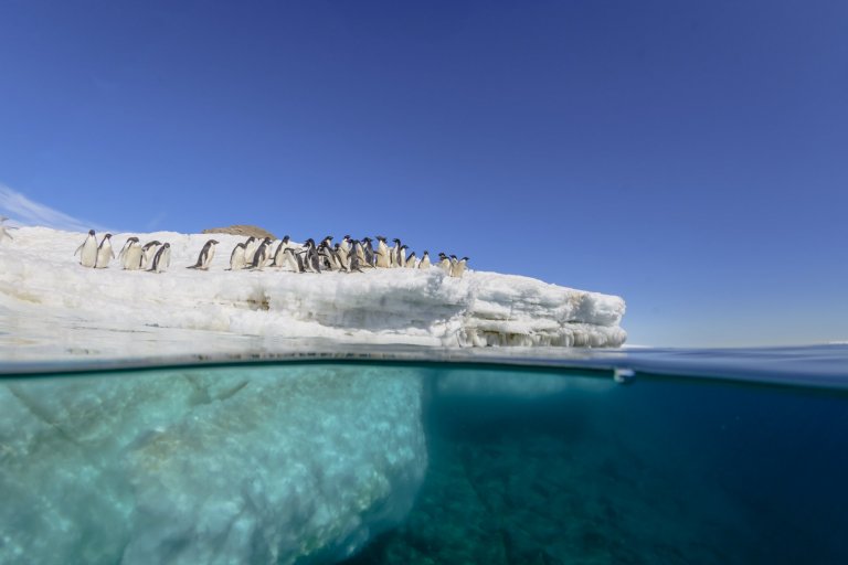 Colonie de manchots Adélie en bord de banquise en Antarctique