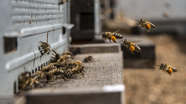 Abeilles butineuses retournant dans une ruche expérimentale