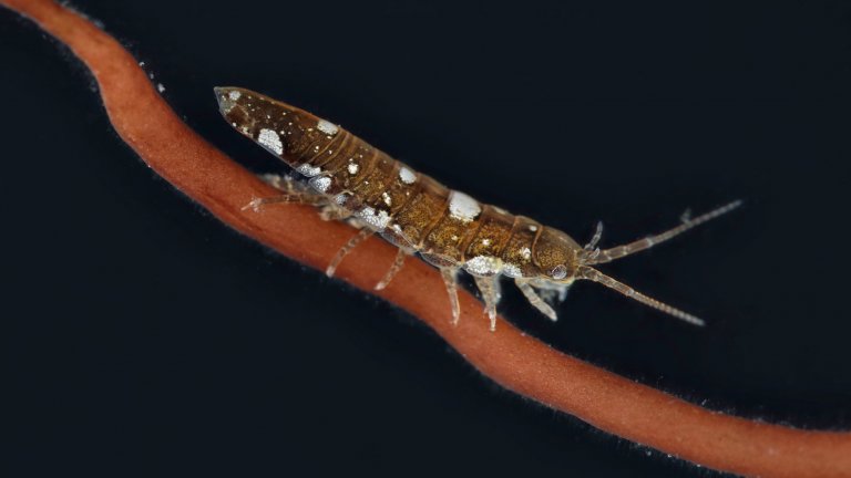 The idotea (Idotea balthica) is a small isopod crustacean, here clinging to a red alga Gracilaria gracilis.