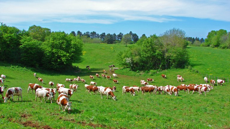 Vaches sur le territoire de la Zone atelier arc jurassien (ZAAJ), qui fédère un réseau de recherches sur les interactions entre environnement, société et dynamique des systèmes socio-écologiques de l’arc jurassien.