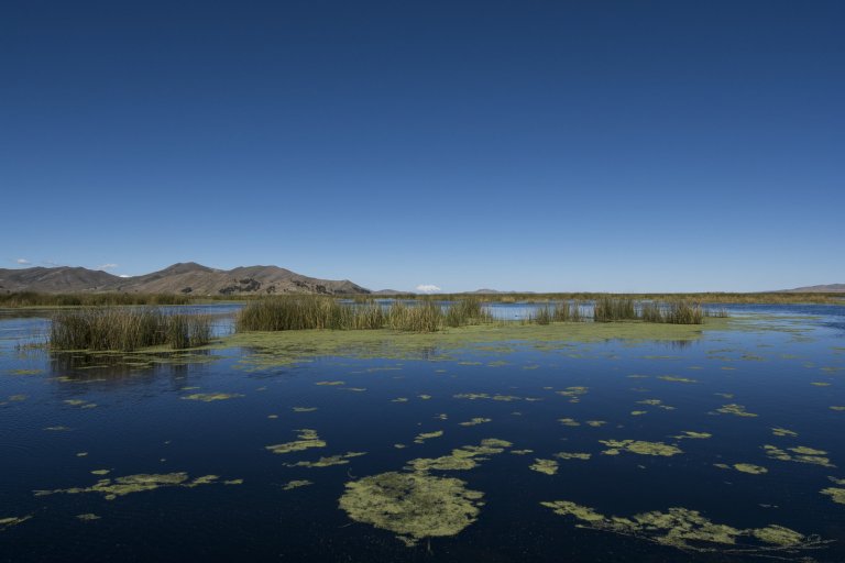 Reeds and duckweed in Lake Titicaca, Bolivia